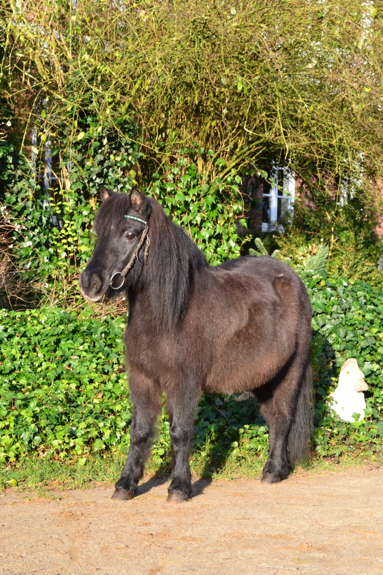 Blacky