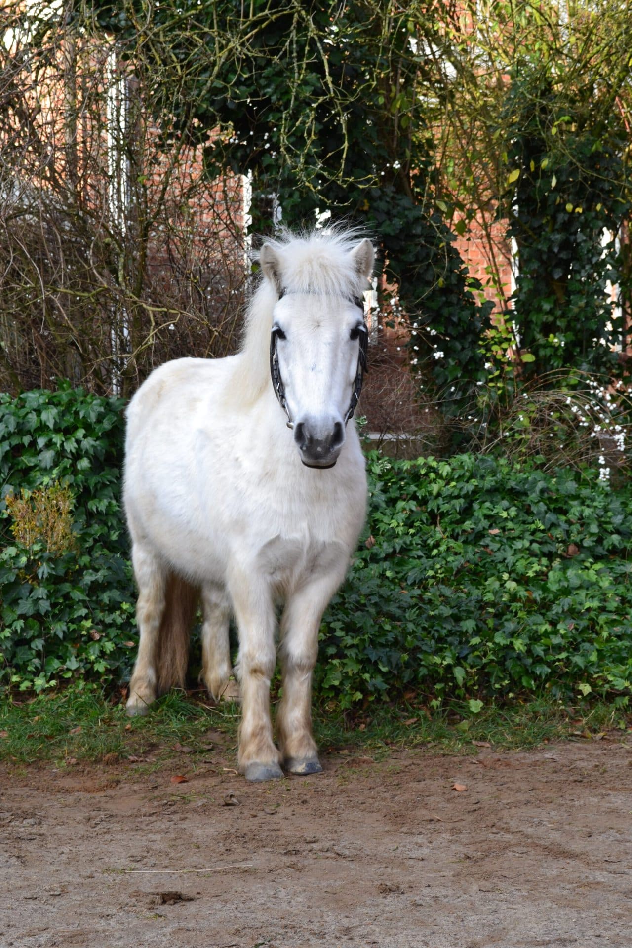 Blümchen