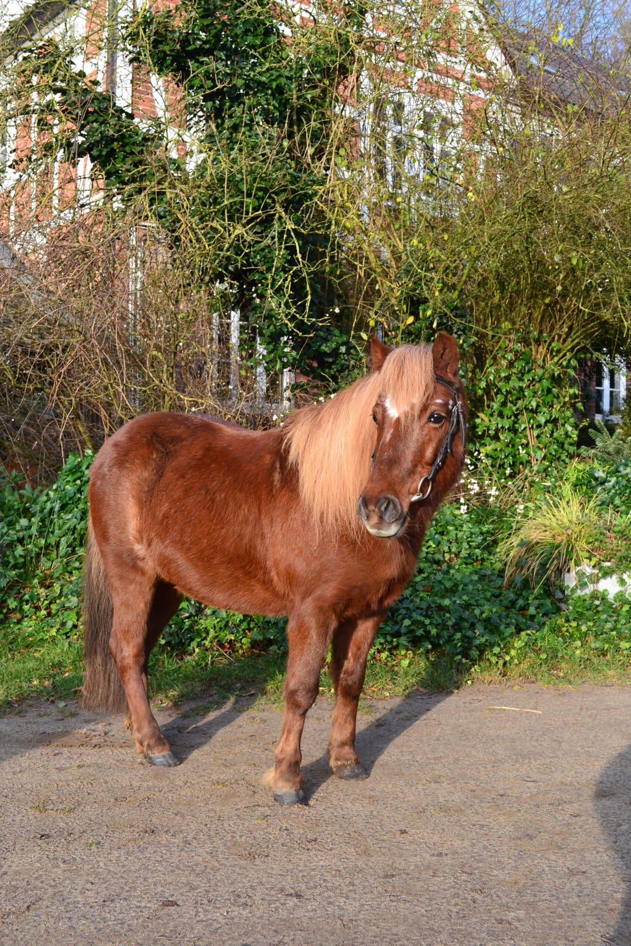 Lise